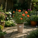 3Ltr Orange Patio Rose Plant, Hardy Bush, Nursery Pots
