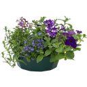7 Colour Coordinated Plants - Sea Blues Theme Speedplanter, Garden Ready
