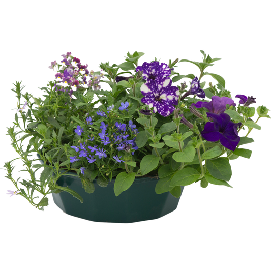 Sea Blues Speedplanter – Ready Planted Summer Display (7 Plants)