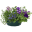 7 Colour Coordinated Plants - Sea Blues Theme Speedplanter, Garden Ready