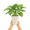 3Ltr Hosta Tears from Heaven, Shade Perennial, Nursery Pots