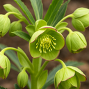 Hellebore Foetidus Plant (2L Pot)