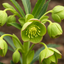 1 Large Plant - Hellebore Foetidus, Ready to Plant in Your Garden, 2L Pot