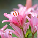 Asiatic Lily Pink Plants (Set of 3 or 6)
