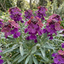 Set of 3 or 6 Erysimum Bowles Mauve Evergreen Hardy Perennial Wallflower Plants, Outdoor Garden Ready, 1 Litre / 11cm Root-Ball