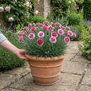 Cottage Pink Dianthus Raspberry Sundae Plant (5L Pot)