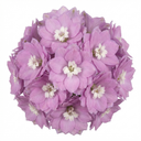 Delphinium Lilac Rose White Bee Plants (Set of 3 or 6)