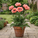 Papaver Orientale Waltzing Mathilde Plant (3L Pot)
