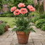 1 Papaver Orientale Waltzing Mathilde, Summer Flowering Hardy Perennial Poppy Plant, 3 Litre Root Ball
