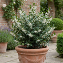 Osmanthus Delavayi Plants