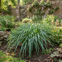 3Ltr Hosta Silly Strings, Outdoor Garden Ready, Pots
