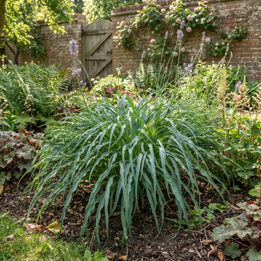 Hosta 'Silly Strings' (Plantain Lily) – Miniature Shade Perennial (3L Pot)