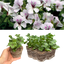 Set of 3 or 6 Large Plants - Geranium Tornado White, Ready to Plant in Your Garden