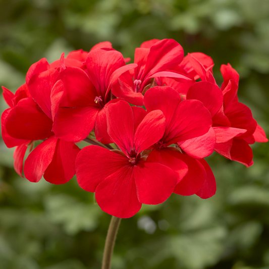 Geranium Calliope Landscape Fire (Pelargonium) – Semi-Trailing Summer Bedding (Set of 3 or 6)