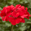 Set of 3 or 6 Large Plants Geranium Calliope Landscape Fire, Ready To Plant In Your Garden