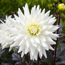 Dahlia Dahlegria White Plant (3L Pot)