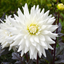 1 Large Plant - Dahlia Dahlegria White, Ready to Plant in Your Garden, 3L Pot