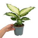 Dieffenbachia Camilla Dumb Cane Plants