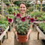 1 Lavatera Burgundy Wine Tree Mallow, Hardy Perennial Flowering Shrub for Cottage Garden, 2L Root-Ball