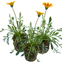 Gazania Kiss Orange Flame Plants (Set of 3 or 6)