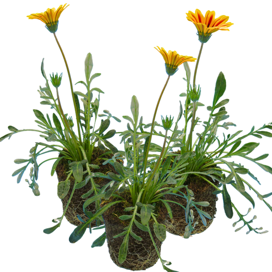 Gazania 'Kiss Orange Flame' – Treasure Flower (Set of 3 or 6)