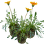 Set of 3 or 6 Large Plants - Gazania Kiss Orange Flame, Ready to Plant in Your Garden