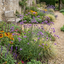 Set of 3 or 6 Verbena Bonariensis Hardy Perennial Plants, Tall Purple Summer Flowers, Outdoor Garden Ready, 1 Litre Root Ball