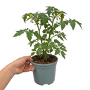 Brandy Boy Beefsteak Tomato Plants