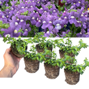 Nemesia Nuvo Blue Plants (Set of 3 or 6)