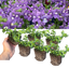 Set of 3 or 6 Large Plants - Nemesia Nuvo Blue, Ready to Plant in Your Garden