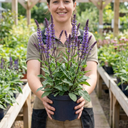 Salvia Caradonna Plants