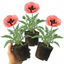 Set of 3 or 6 Papaver Orientale Garden Gnome Victoria Louise Plants, Hardy Perennial Oriental Poppy, Outdoor Garden Ready, 1 Litre Root-Ball