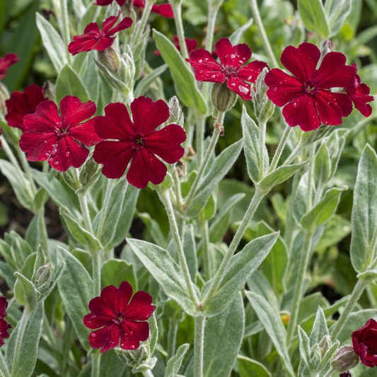 Deep crimson rose campion flowers above silvery-grey felted leaves and stems