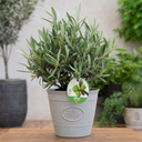 3 Litre Bushy Olive Tree, Nursery Pot, Outdoor, Pots