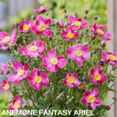 Fantasy Ariel Plant (2L Pot)
