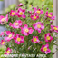 1 Large Anemone Plant - Fantasy Ariel, Ready to Plant in Your Garden, 2L