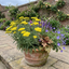Set of 3 or 6 Achillea Cloth of Gold Yarrow Plants, Hardy Perennial, Bee Friendly Garden Flowers, Outdoor Garden Ready, 1 Litre Root-Ball