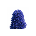 Ceanothus Victoria Plants