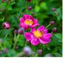 Fantasy Ariel Plant (2L Pot)