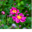 1 Large Anemone Plant - Fantasy Ariel, Ready to Plant in Your Garden, 2L