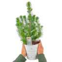 Christmas tree in white metal planter with lights