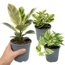 3 Variegated Collection Plants