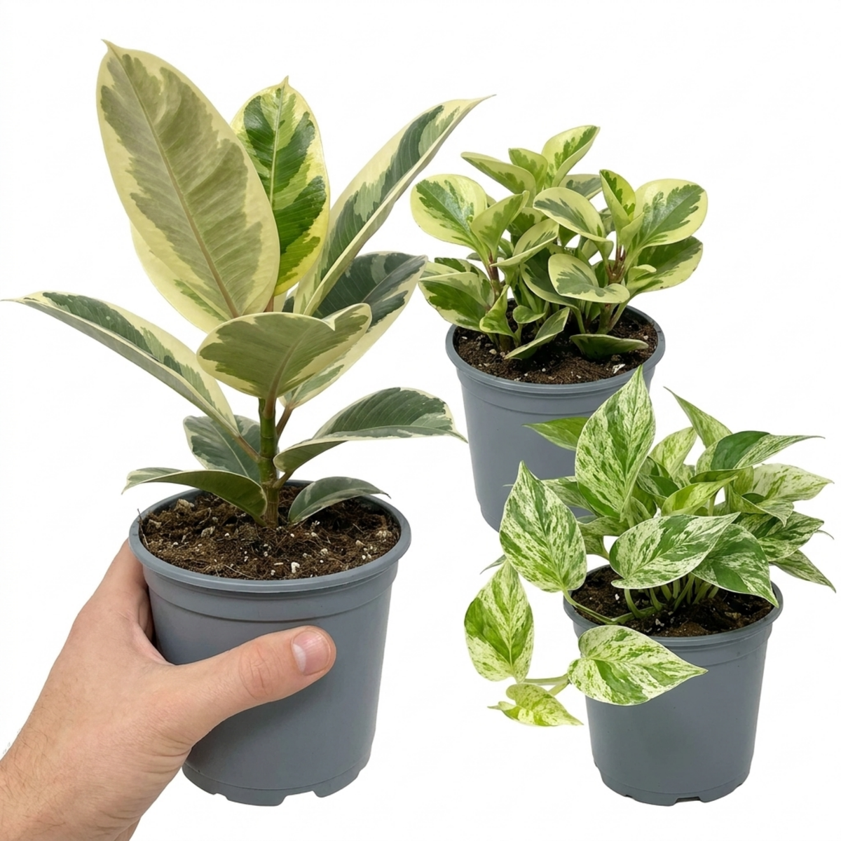Ficus 'Tineke', Variegated Peperomia & Marble Queen Pothos – Variegated Houseplant Collection (Set of 3)