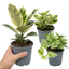 3 Variegated Houseplant Collection, Ficus Tineke, Peperomia & Marble Queen Pothos, 1 Litre Root Ball
