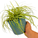 Evergold Carex Ornamental Grass Plant