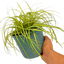 1 Large Plant - Evergold Carex Ornamental Grass, Outdoor Garden Ready Sedge