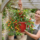 Chilli Pepper Plants, Peppers from Heaven Red, 25cm Pots