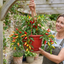 Chilli Pepper Plants, Peppers from Heaven Red, 25cm Pots