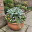 Set of 3 or 6 Salvia officinalis ‘Berggarten’ Sage Herb Plants, Hardy Perennial Culinary Herb, Outdoor Garden Ready, 1 Litre Root-Ball