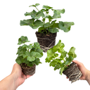 Geranium Sunflair Amethyst Plants (Set of 3 or 6)
